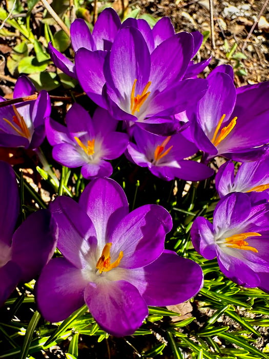 Image for Spring is here