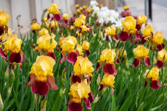 Image for Iris on the east side of St. Mary's Church, Richmond, indiana