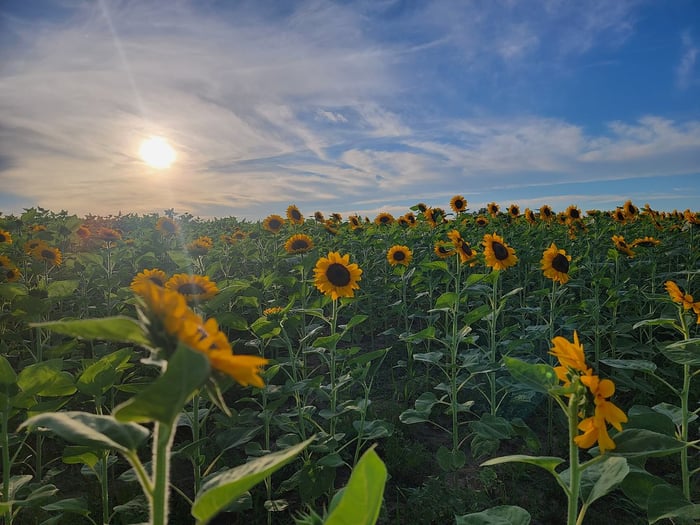 Image for Fields of Gold