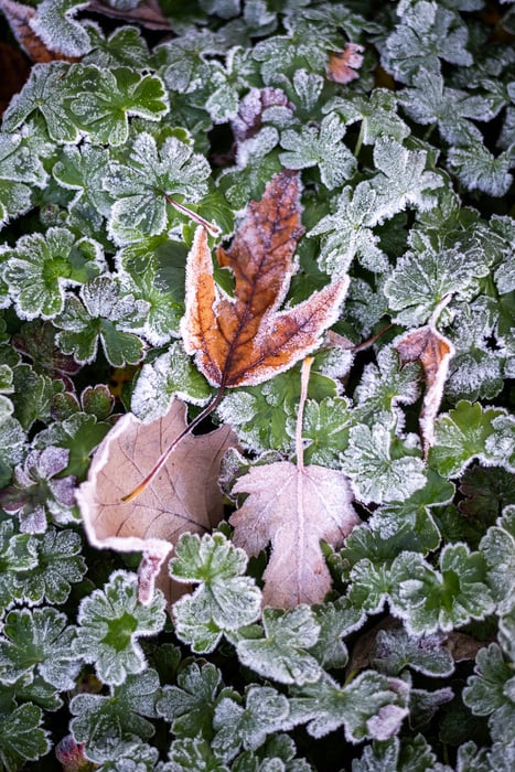 Image for Fall Leaves