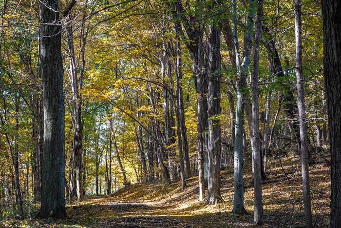Image for Auto Tour at Hayes Arboretum