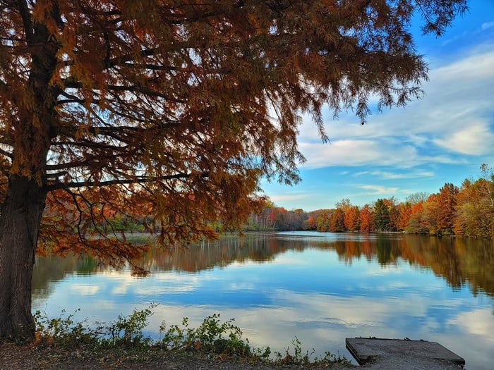 Image for Fall at Springwood