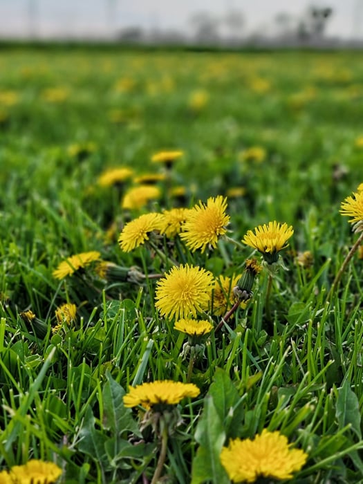 Image for Golden Fields
