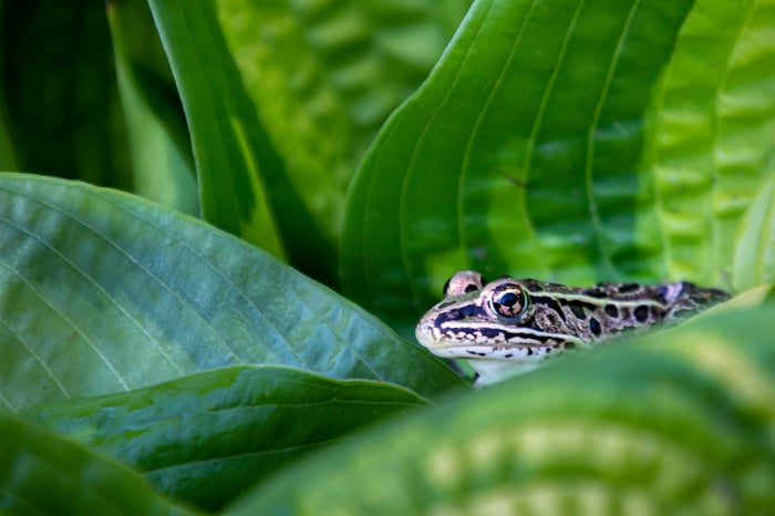 Image for Ribbit