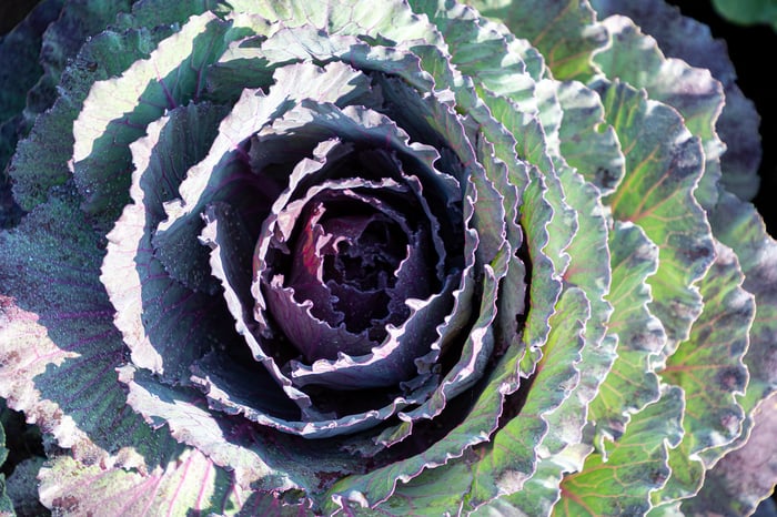 Image for Beautiful Cabbage