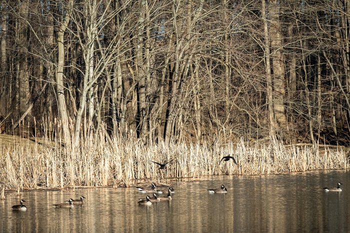 Image for Ducks and Geese
