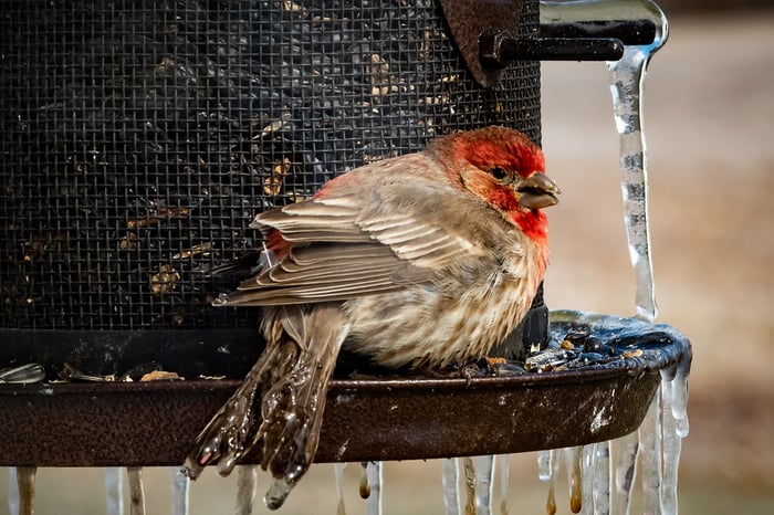 Image for Frozen Tail Feathers