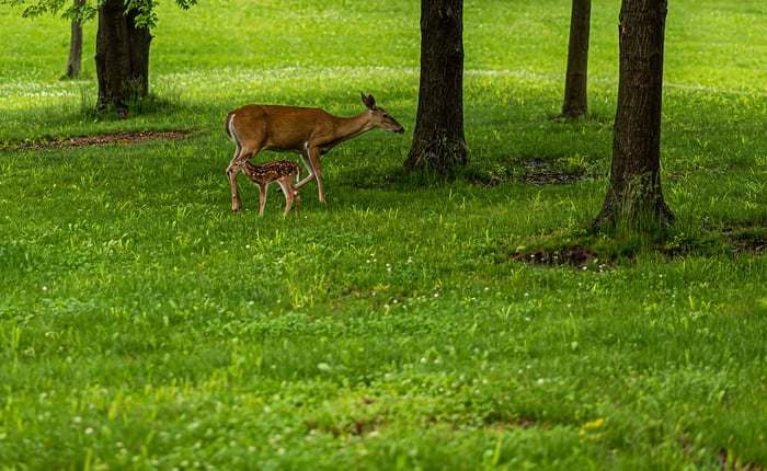 Image for Campus Deer