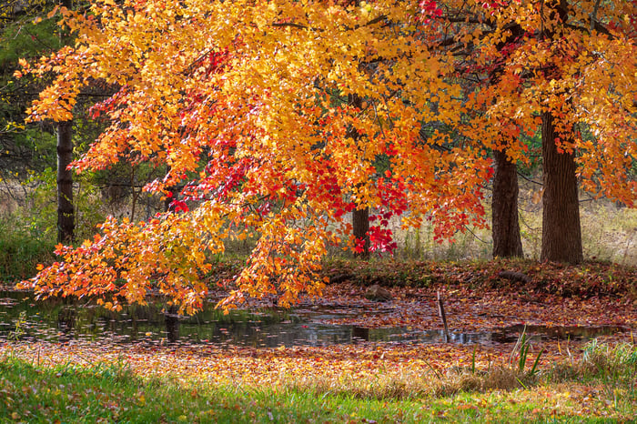 Image for Spectacular Fall Color