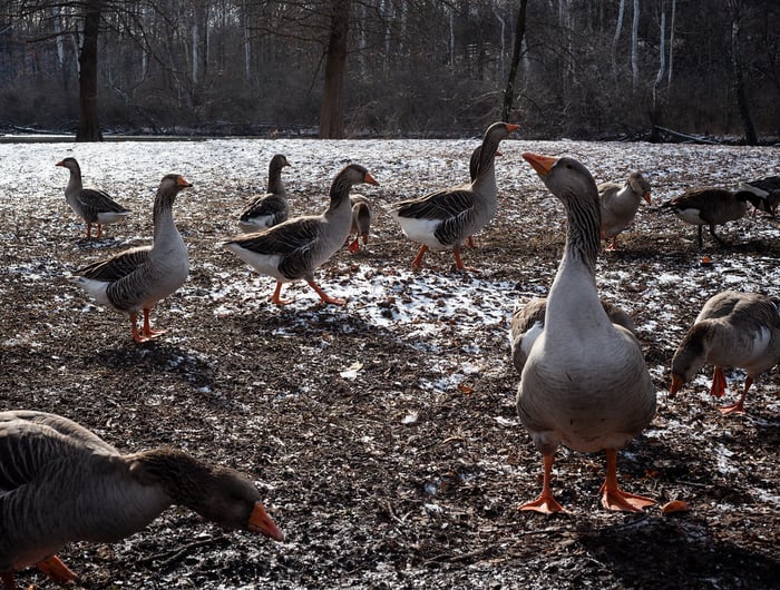 Image for Winter in Springwood Park