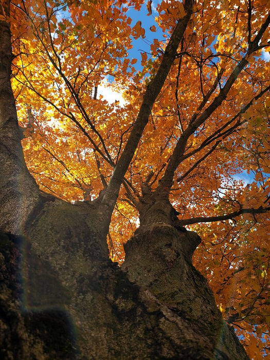 Image for Fall Arrives