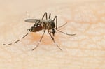 Image for Mosquito prevention stirs public concern