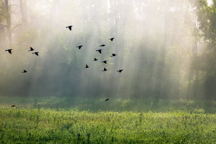 Image for Foggy Flock