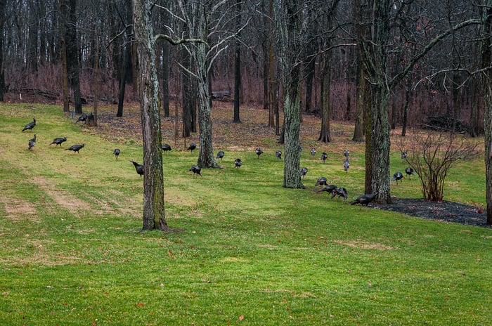 Image for Turkeys Galore