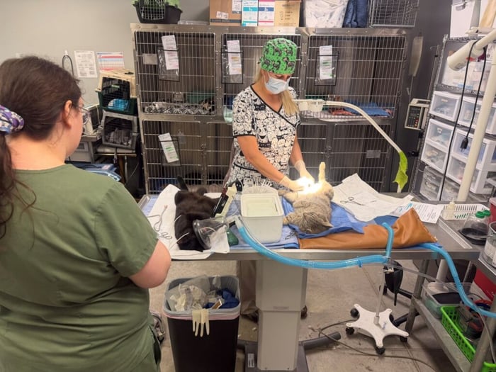 Image for Cambridge City catches more cats