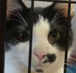 Image for Richmond board OKs $40K contract for Henry County shelter to take in stray animals