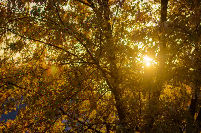 Image for Leaves of Gold