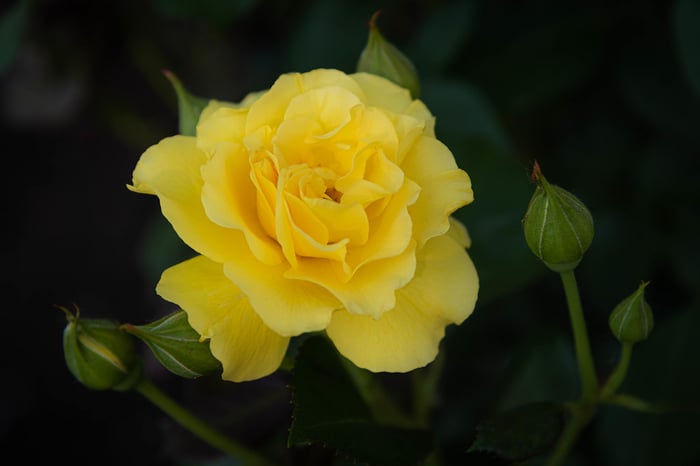 Image for Clear Yellow Rose