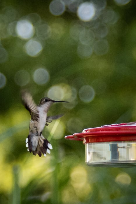 Image for Coming in for a Landing