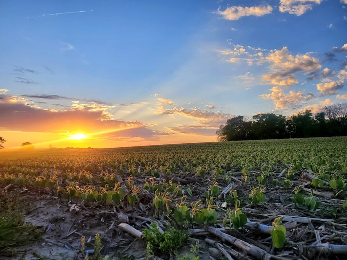 Image for Fields of Sun