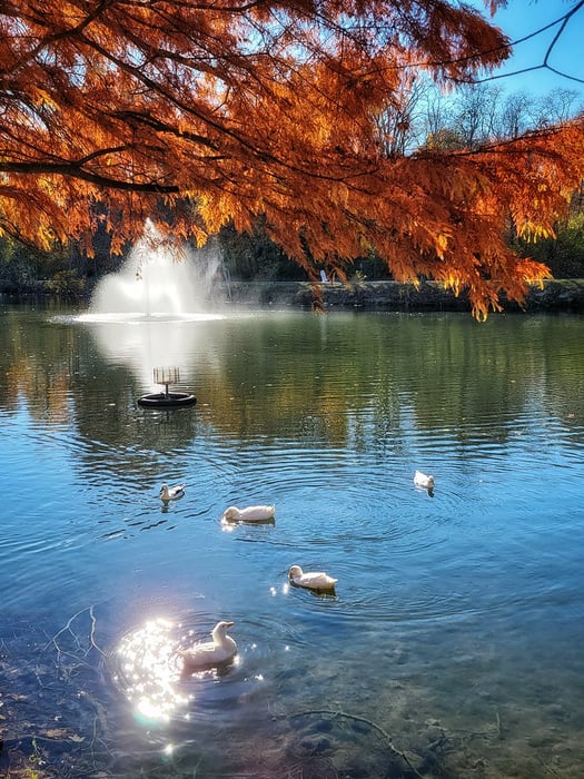 Image for Fall on the pond