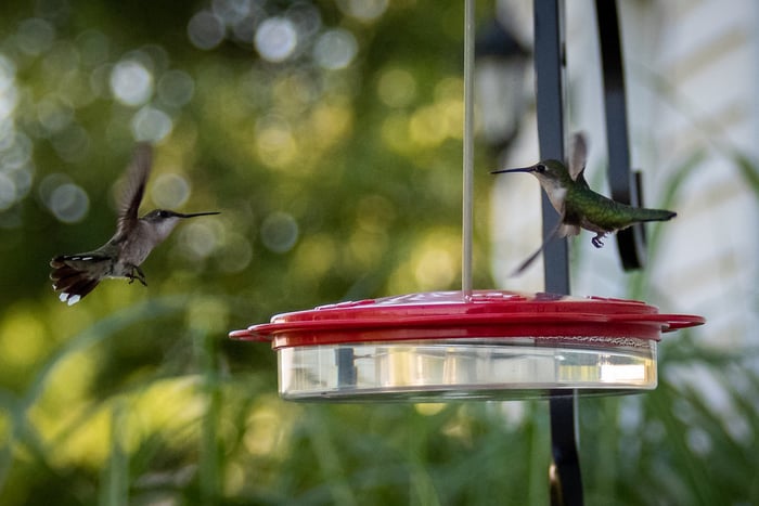 Image for Can We Be Feeder Buddies?