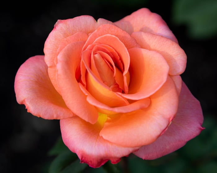 Image for Interesting Color!