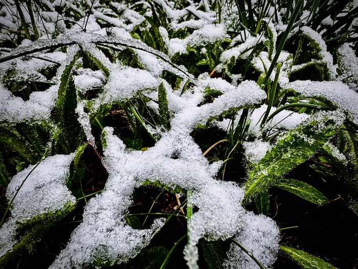 Image for April Snow