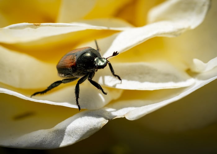 Image for Rose Bug