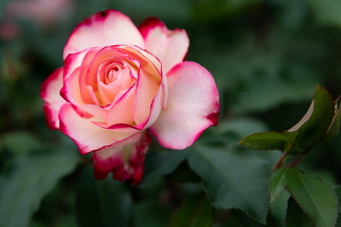 Image for Richmond Rose Garden