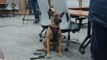 Image for Milton FD requests county’s K-9 help