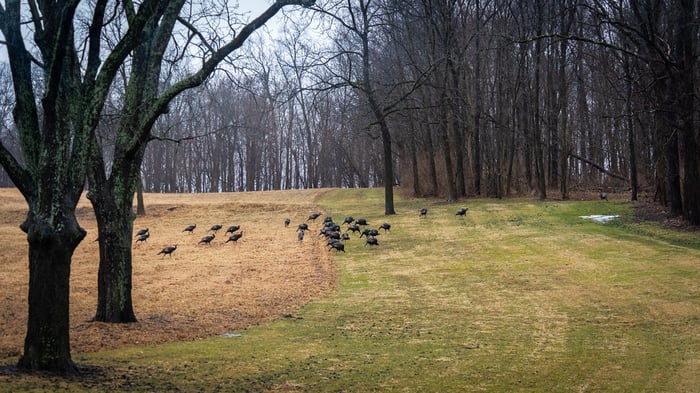 Image for HUGE Flock of Turkeys