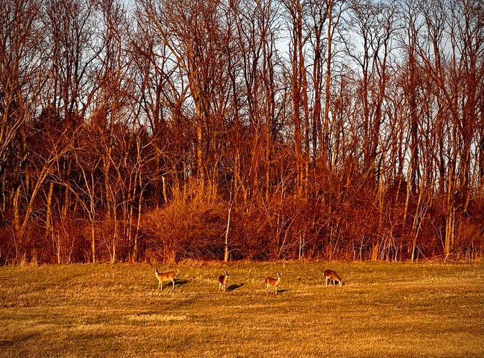 Image for Dusky Deer