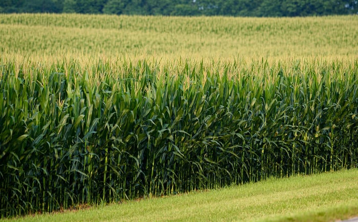 Image for Indiana Corn