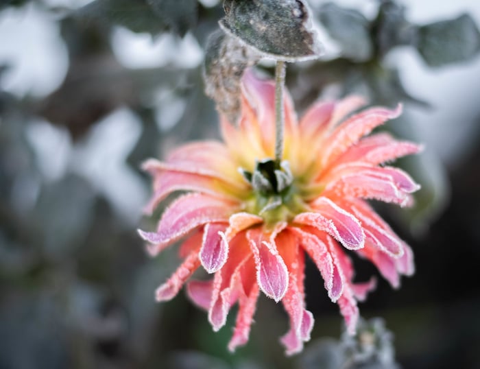 Image for DSC_2420.JPG