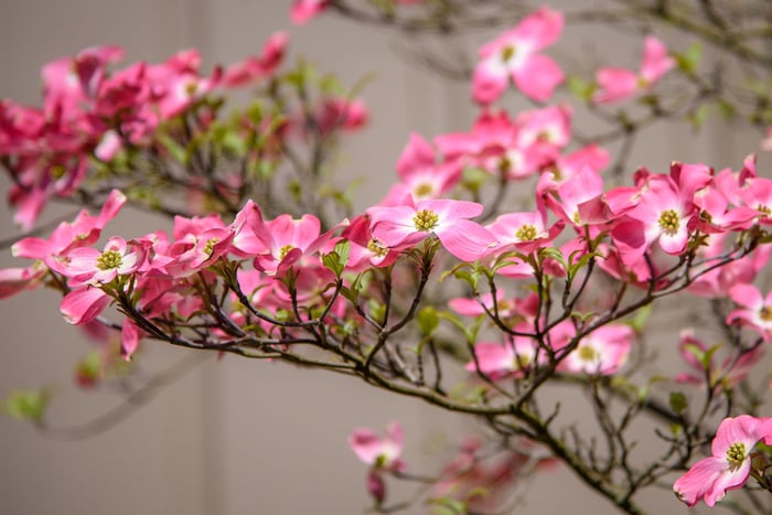 Image for Pink Dogwood Blossoms