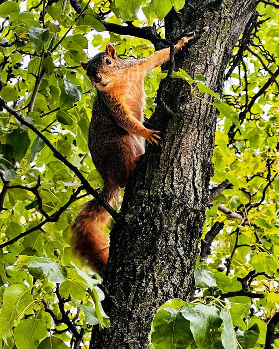 Image for Curious squirrel