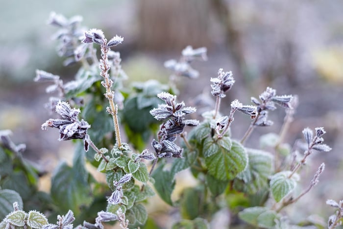 Image for Frosty Salvia