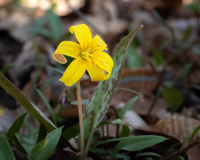 Image for Yellow Trout Lily