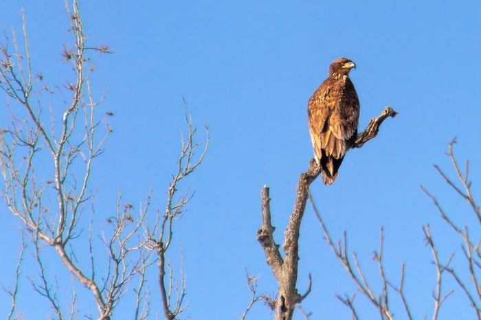 Image for Immature Bald Eagle (3)