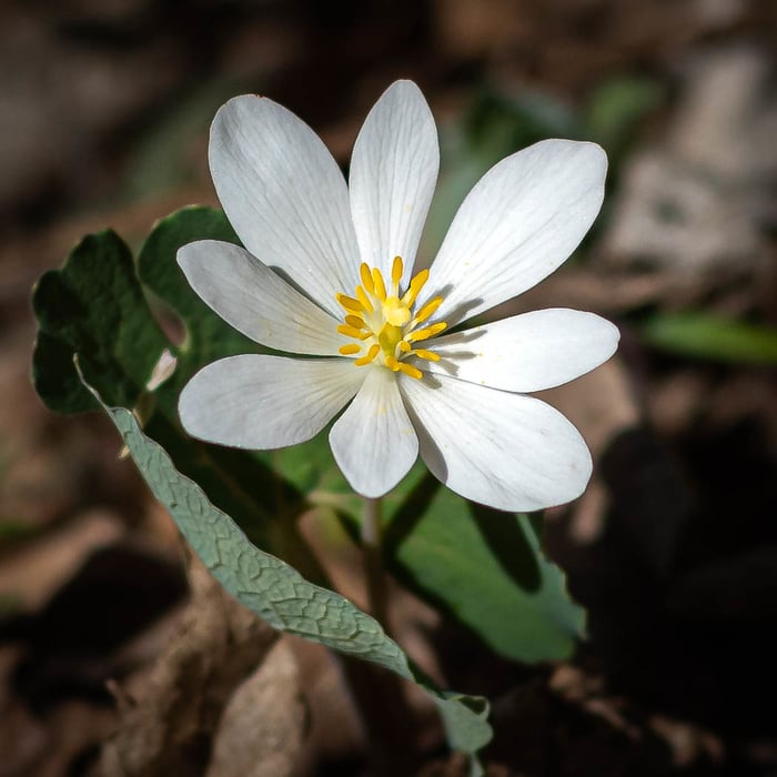 Image for Bloodroot