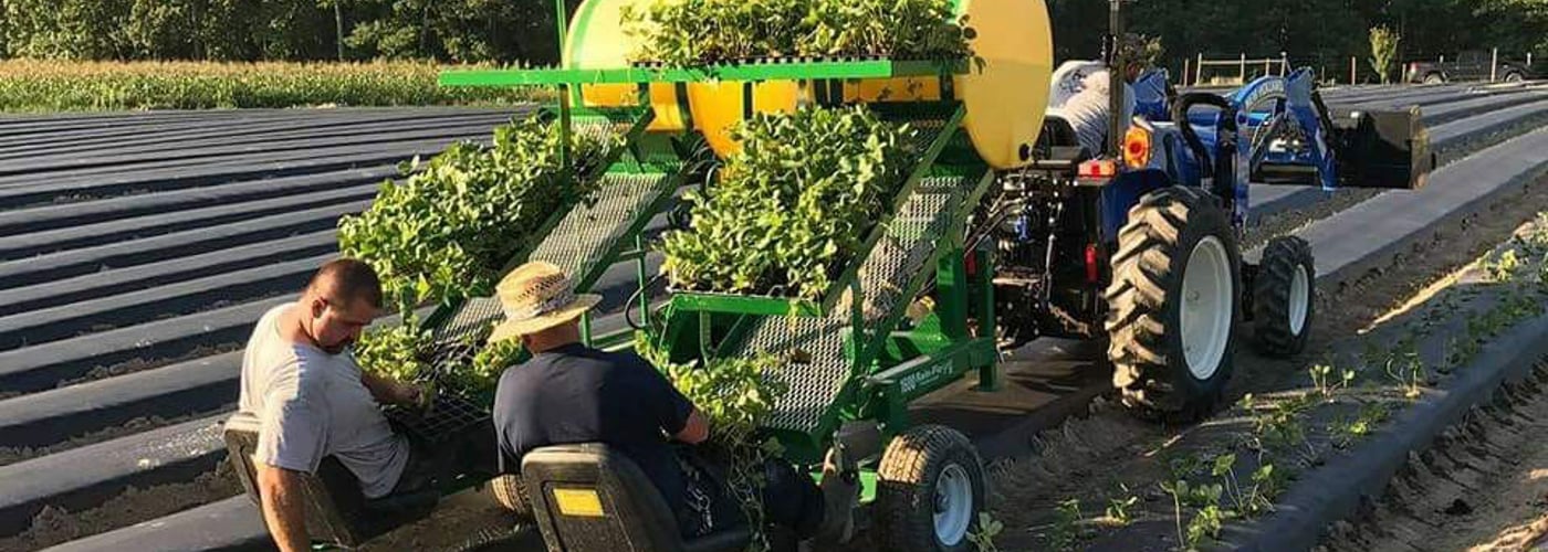 Strawberry Planting