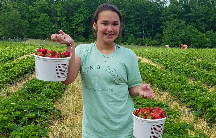 U-Pick Strawberries