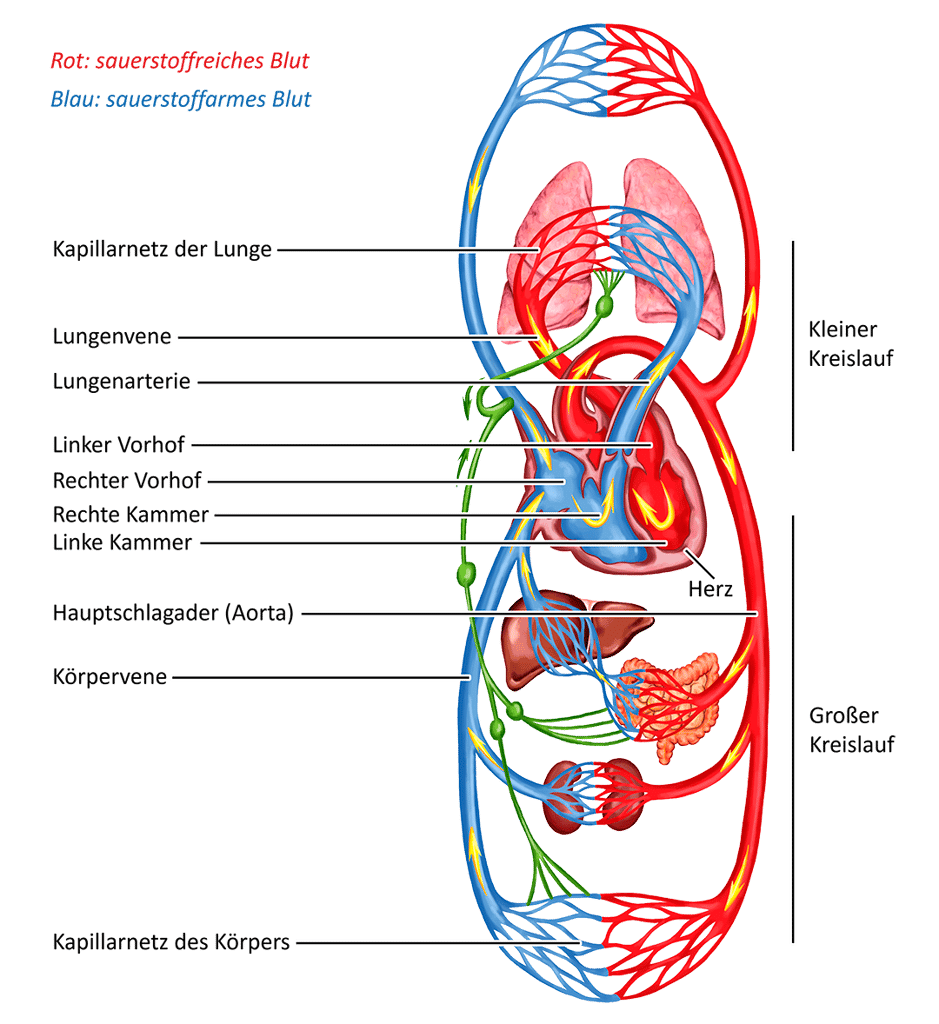 Blutkreislauf