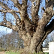 Oak European smoked - Image 3