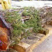 Yew tree - Image 3