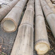 Bamboo - Image 3
