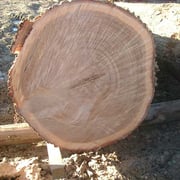 Oak European smoked - Image 4