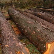 Kirschbaum eur. – Bild 3