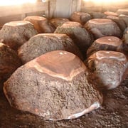 California walnut burl - Image 5